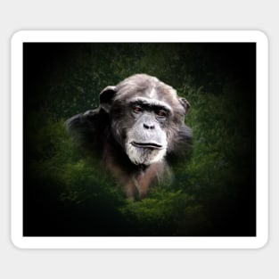 Chimpanzee Sticker